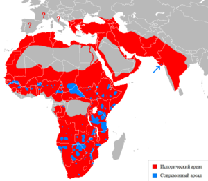 Lion distribution-ru.png