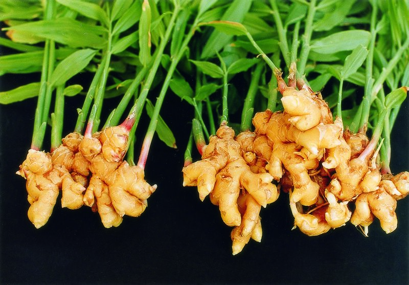 Файл:서산 9품 생강 1.jpg