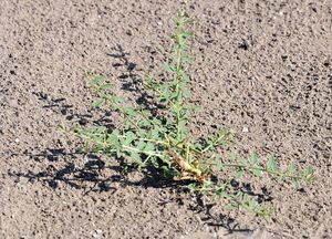 Alhagi maurorum - Camelthorn.JPG