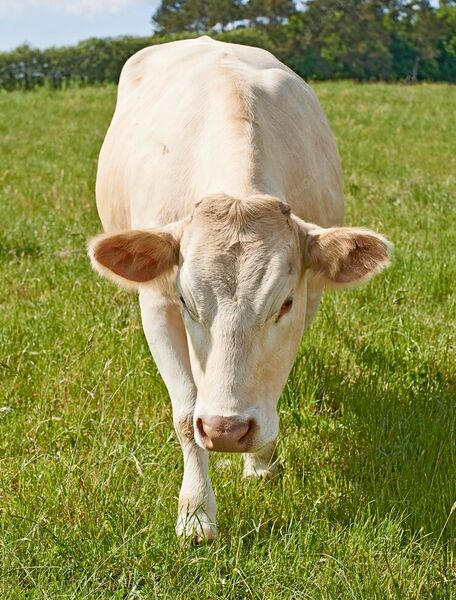 Файл:White-cows-standing-farm-pasture.jpeg